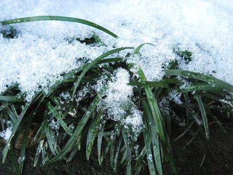 雪の中タマリュウ