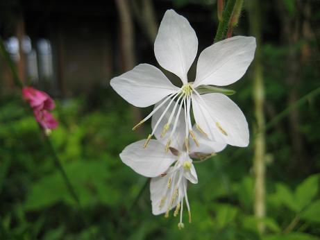 gaura