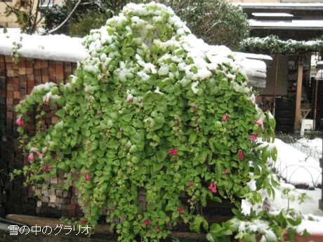 雪の中のグラリオ