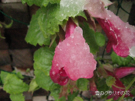 雪の中の花