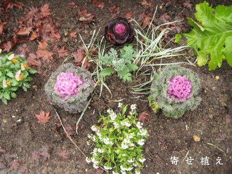 寄せ植え