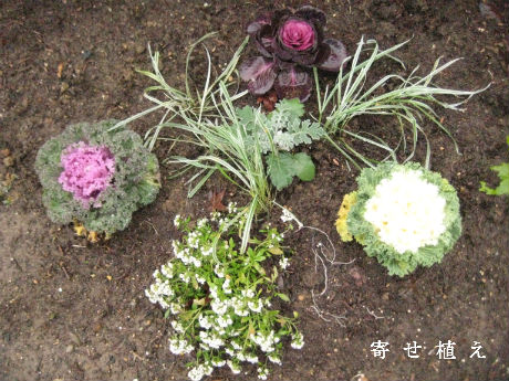 寄せ植え風