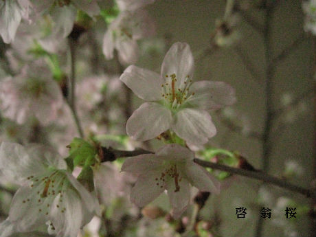 啓翁桜