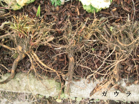 強健な植物なのにやさしい風情の ガウラ 四季のmyガーデン