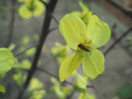 紫キャベツ花