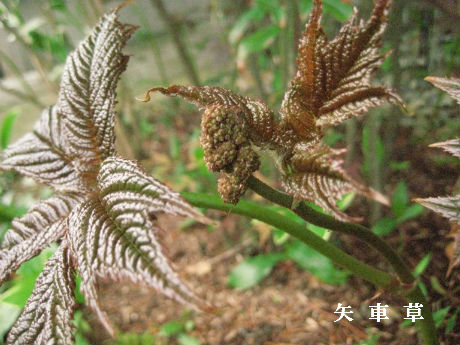 矢車草