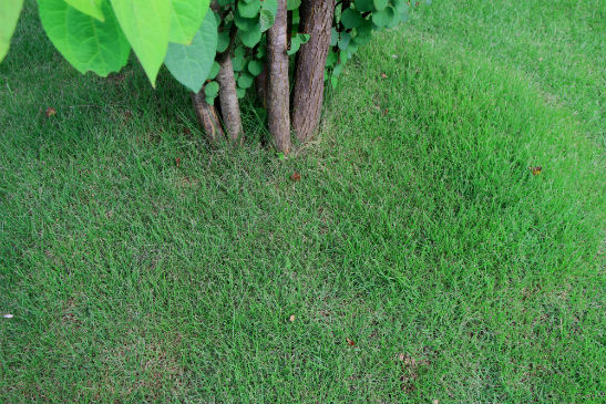 芝生のガーデンリフォームには 姫高麗芝 四季のmyガーデン