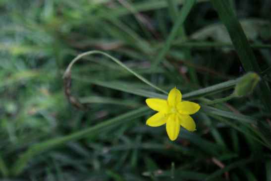 黄小花