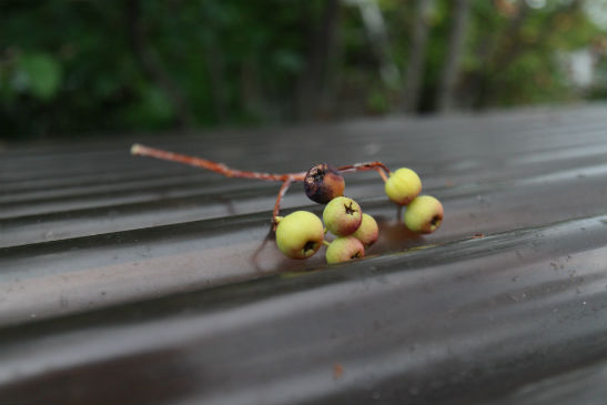 ナナカマド