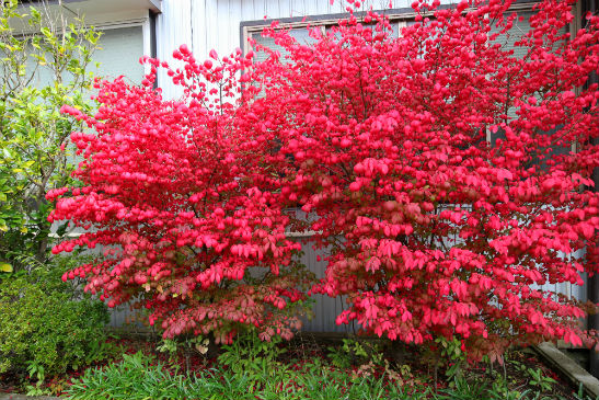 真っ赤に紅葉する落葉低木 ニシキギ はお薦めですね 四季のmyガーデン