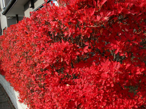 長く美しい紅葉が楽しめる ドウダンツツジ うちガーデン 新潟県三条市