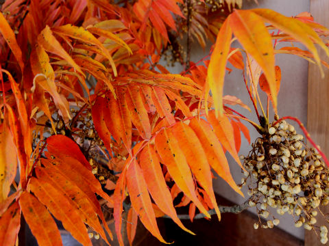 橙色に紅葉するハゼの木 四季のmyガーデン