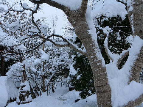 雑木雪１