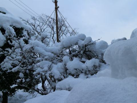 うめもどき雪囲い