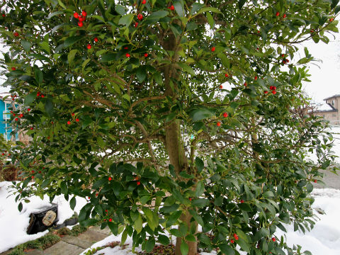 根強い人気の庭木 赤い実のつくモチの木 の利用 四季のmyガーデン