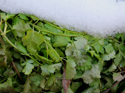 寒冷地 露地栽培野菜 は端境期の前までに収穫 うちガーデン 新潟県三条市