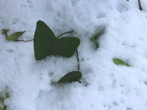 寒葵と雪