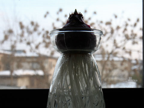 ヒヤシンス花瓶