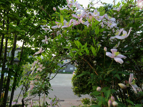 クレマチス モンタナルーベンス花の画像 と育て方 四季のmyガーデン