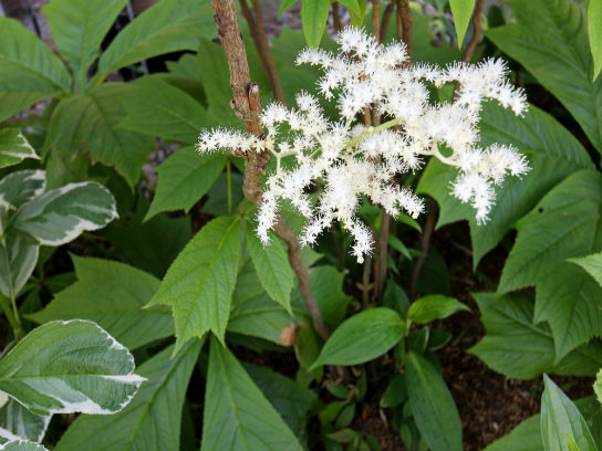 矢車草