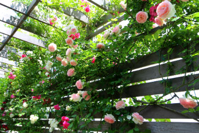 バラを這わせたパーゴラ でシェードガーデンリフォーム画像 四季のmyガーデン
