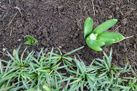 ヒヤシンス植える