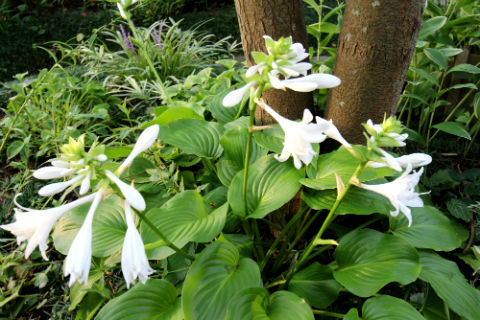 イングリッシュガーデンの花 とってもおすすめ ホスタ ホスタ ホスタ の画像 四季のmyガーデン