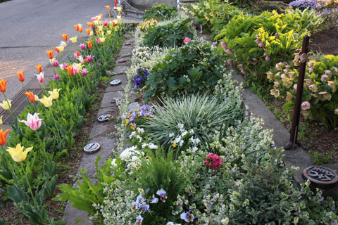 こぼれ種から毎年芽が出る植物 四季のmyガーデン