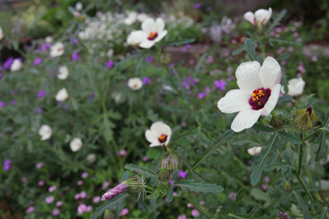 こぼれ種から毎年芽が出る植物 四季のmyガーデン