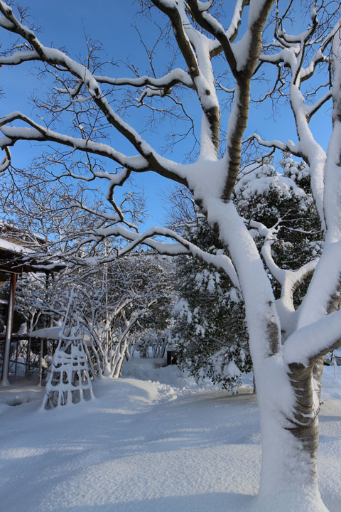 モミジと雪