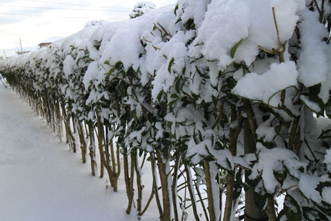 柊もくせい雪