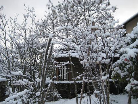 雑木の庭雪