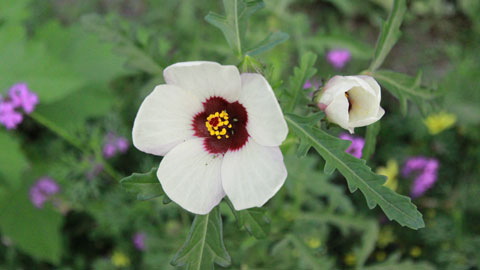 夏咲く淡いクリーム色の花 ギンセンカ 銀銭花 四季のmyガーデン