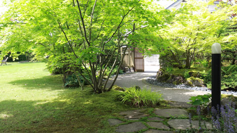 雑木と芝生と苔 新緑の清々しい庭画像 四季のmyガーデン
