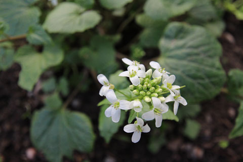 葉わさびの花