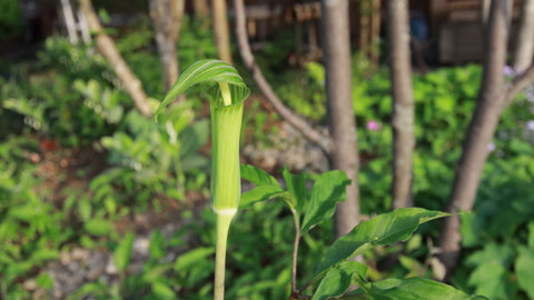 マムシ草