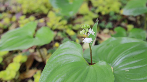 マイズルソウ花