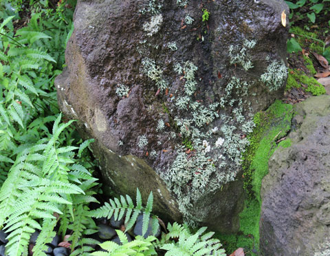 自然石の苔庭 の美 ピンポイント画像 四季のmyガーデン
