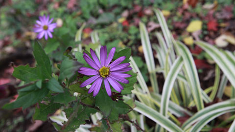 野紺菊