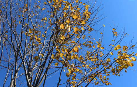 紅葉&黄葉する庭木」自然がおりなす美しさ - 四季のMYガーデン