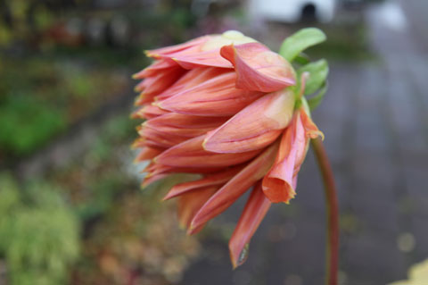 秋の「ボーダー花壇」に超巨大輪咲き「ダリア」 - 四季のMYガーデン