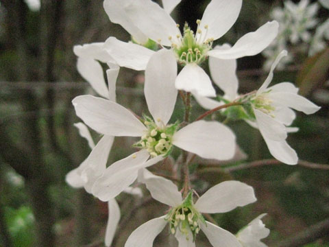 ジューンベリー白い花１