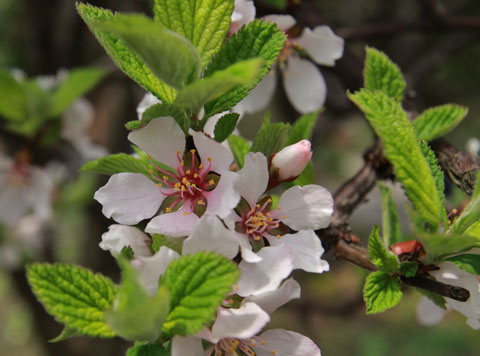 山桜桃梅２