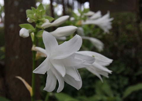 芳香ある白く大きな花の秋咲きギボウシ 四季のmyガーデン