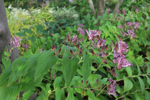 秋に 紫の斑紋 の花が咲く山野草のこと うちガーデン 新潟県三条市