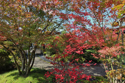 美しい紅葉と芝生の和風庭園 画像 うちガーデン 新潟県三条市