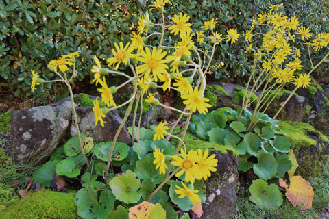 和風庭園 の植栽に黄色く可愛い ツワブキの花 うちガーデン 新潟県三条市
