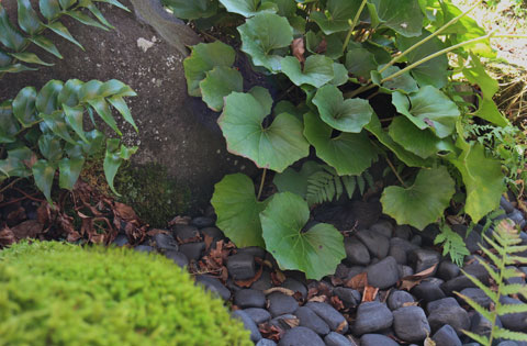 和風庭園 の植栽に黄色く可愛い ツワブキの花 うちガーデン 新潟県三条市