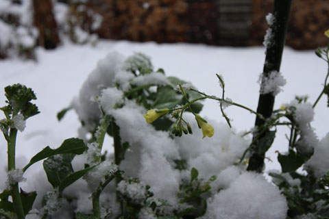 雪の中ステックブロッコリー花