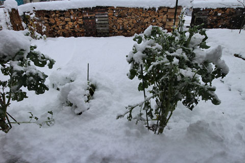 雪のステックブロッコリー１